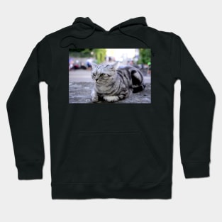 sphinx cat / Swiss Artwork Photography Hoodie